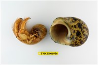 藏品(熊形紋寄居蟹)的圖片